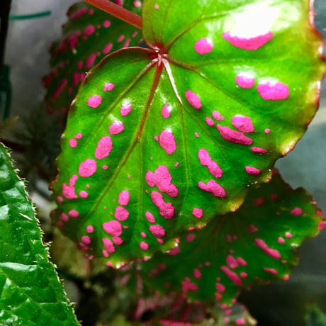 Begonia negrosensis from Negros [WWR]