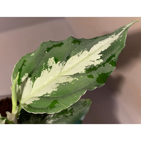 Aglaonema pictum [LA0915-z-s-11]