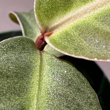 Ardisia sp. from Saripoi [LA0515-02]