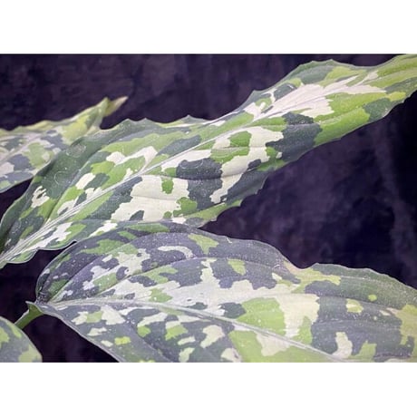 Aglaonema pictum GW1908-7 "Padang sidempuan" [TB]