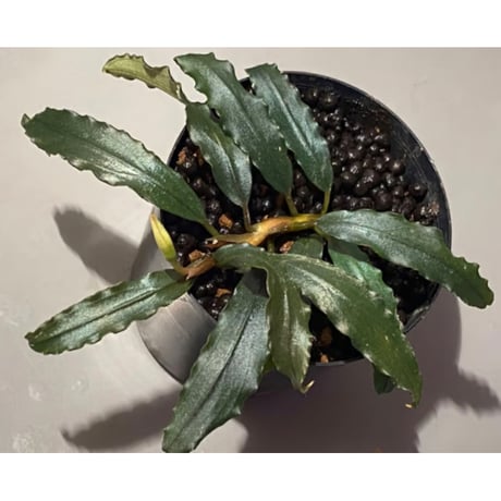 Bucephalandra sp. "Black Sword Kadri"