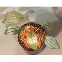 Homalomena sp. "Light Blue Silver" from Kepulauan Riau ②