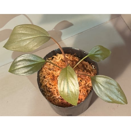 熱帯植物　AZ便正規タグ付　ホマロメナsp.\"サンシャイン\"　2 ホマロメナ/Homalomena sp.