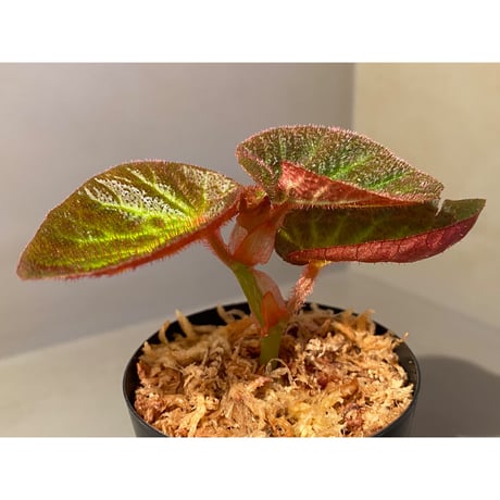 Begonia sp. from Manaus