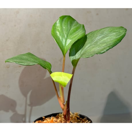 Homalomena sp. from Pulau Lingga