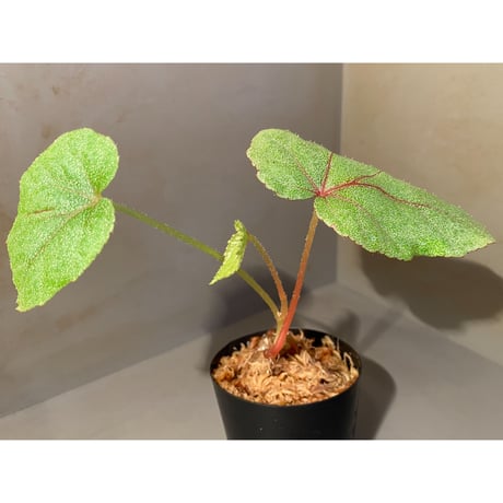 Begonia sp. from Ha Noi [TK140617]