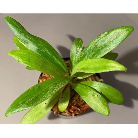 Schismatoglottis sp. "初霜錦" from Murung raya [LA0515-05]