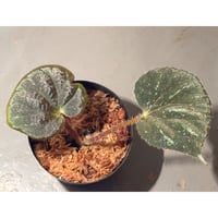 Begonia sp. from Cao Bang [YH251019] TK
