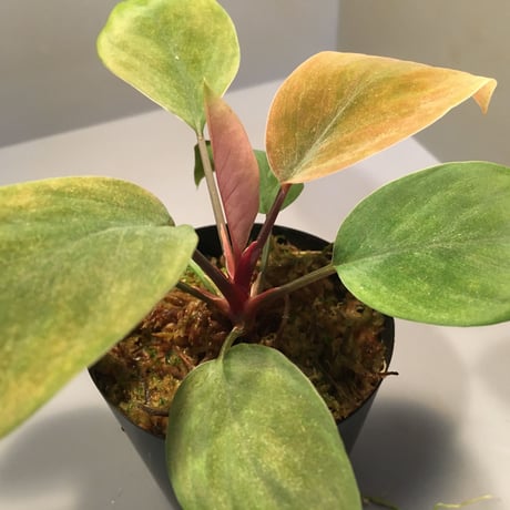 Homalomena sp. from Borneo