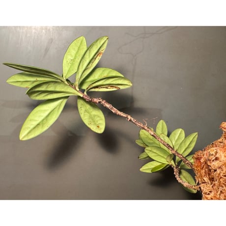 Agapetes cf. malipoensis from Sin Ho, Lai Chau Vietnam ①