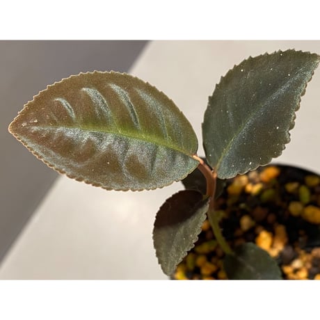 Ardisia sp. from Riau sumatera