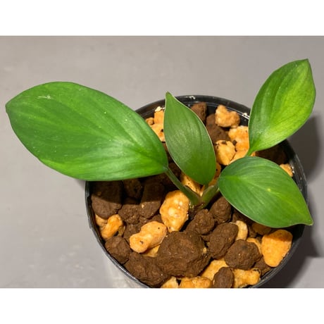 Homalomena sp. from Kuala Balah [TK270316]
