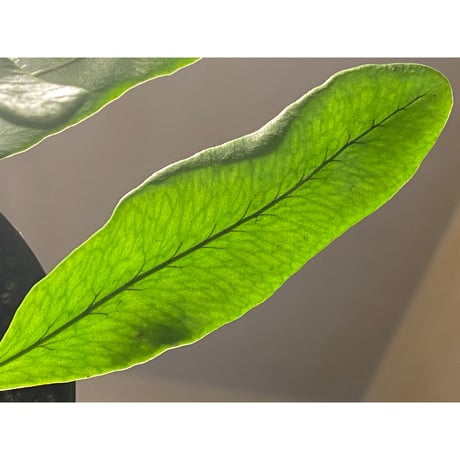 Microgramma nitida 伊藤蟻植物農園