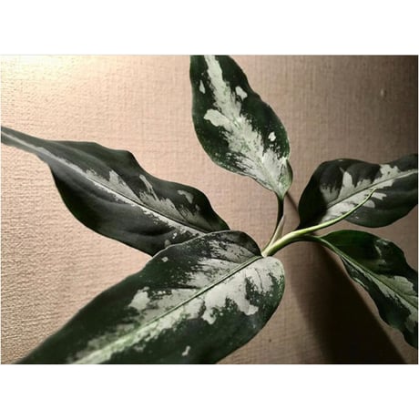 Aglaonema pictum A "しるば〜らいん" from Aceh sumatera [LA0217-04]