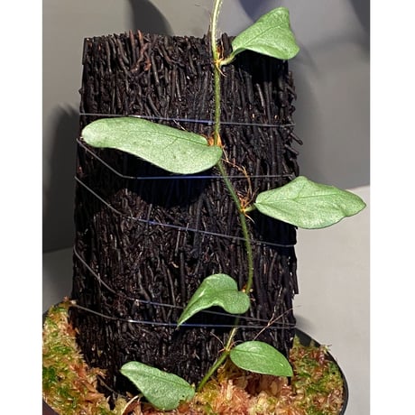 Ficus sp. from Murung raya [LA0515-05]