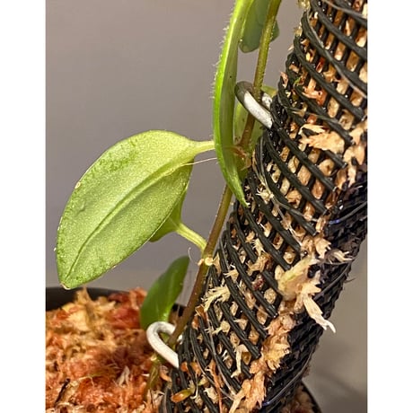 Aeschynanthus sp. from South Sulawesi [STRINGE PLANTS]