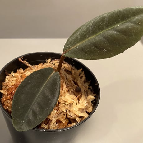 Ardisia sp. from Riau sumatera