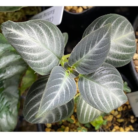Gesneriaceae gen. from Kalimantan Barat