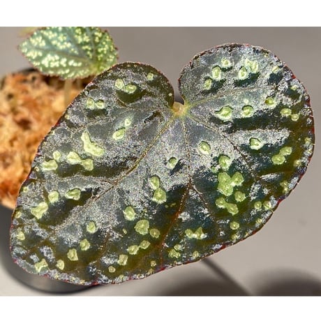 Begonia variabilis from Khao Luan Thailand [TK]