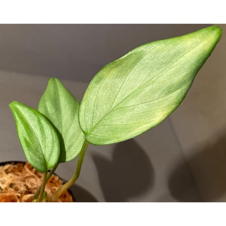 Homalomena sp."Perl Green Velvet" from Pulau Lingga [KN]