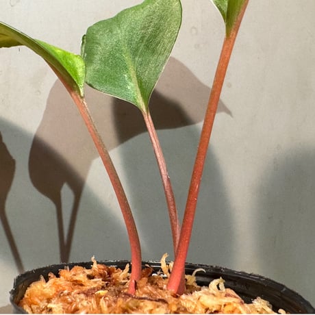 Homalomena sp. #8 from Sekadau [LA2013年] GN販売株
