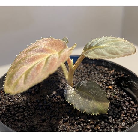 Ardisia sp. from Thailand