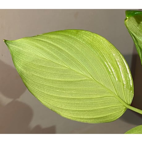 Homalomena sp. "Aceh selatan" Aceh Sumatra [TB]