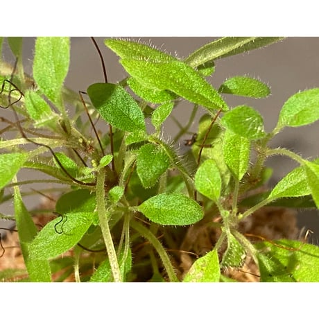 Codonoboea sp. from Sumatera barat [LA0317-01] ①