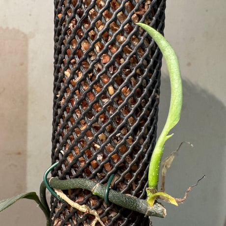 Schismatoglottis sp. "Narrow" from Kpg Lui Muda [AZ0412-3]