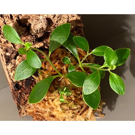 Pachycentria glauca CK [STRINGE PLANTS]
