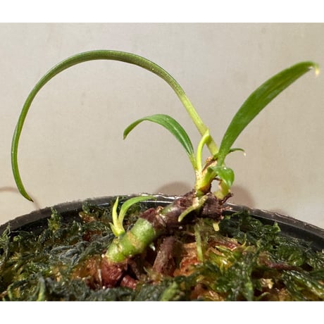 Aridarum cf. montanum from Sanggau West Kalimantan