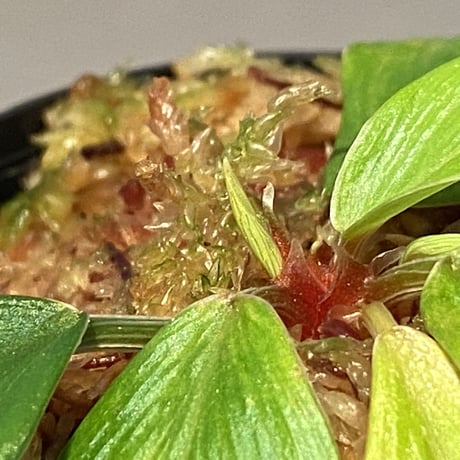 Homalomena sp. [LA0317-z-r]