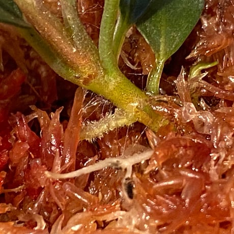 Bucephalandra sp. "AW No1" from Kalimantan barat [AZ0420-5]