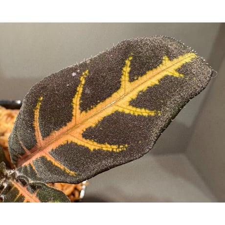 Aphelandra maculata from Madre de Dios [LA1017-02]
