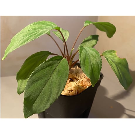 Homalomena sp. from Cameron Highlands [TK250916]