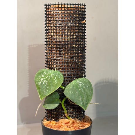 Philodendron sp. from Iquitos Peru [tanakay]