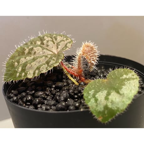 Begonia variegata from Viet Nam