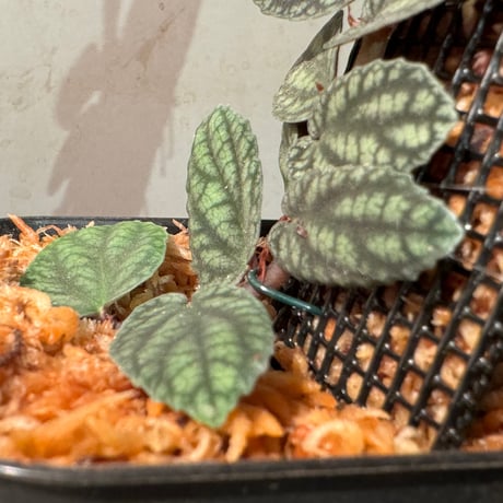 Pellionia pulchra "Siam Pink Moon"