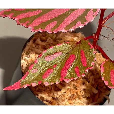 Begonia sp. ぼっち株 from Julau [R1214-01b]