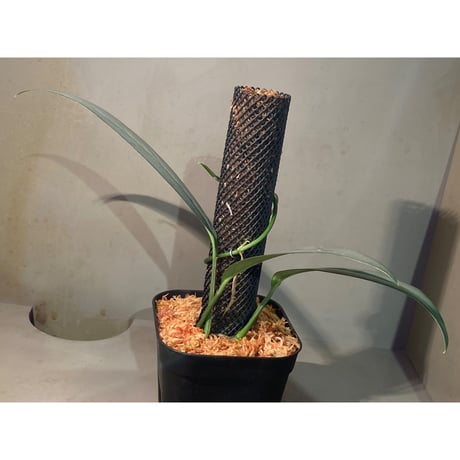 Schismatoglottis sp. "Narrow" from Kpg Lui Muda [AZ0412-3]