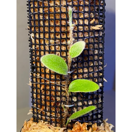 Pyrrosia nummularifolia from Santa Fe Luzon Philippines [KSB]