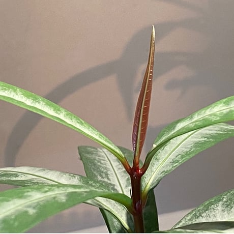 Labisia sp. from "Lebong" Bengkulu [TB]