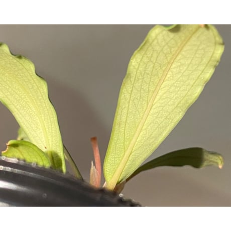 Bucephalandra sp. Kapuas-2 [AZ0311-2]