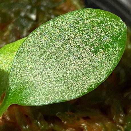 Homalomena sp. from Solok sumatera [LA0315-2]