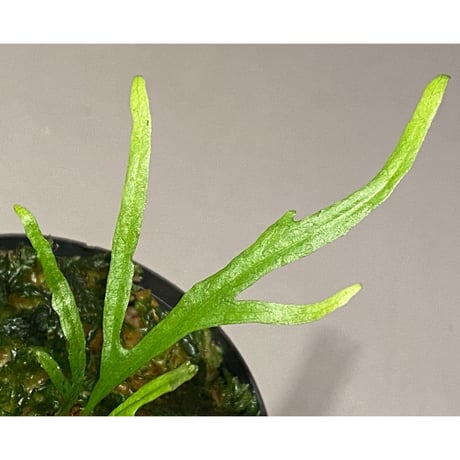 Microsorium sp. from Saripoi [LA0515-02]