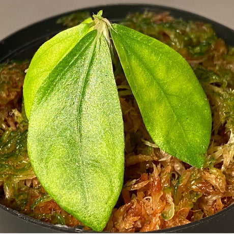 Elatostema sp. from Nopphitam [TK260915]