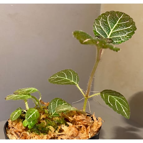 Pearcea hypocyrtiflora from Rio Napo Ecuador [tanakay] 赤葉脈