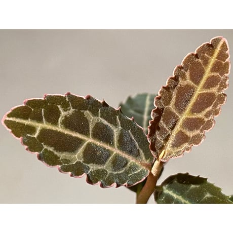 Emblemantha urnulata (Labisia sp.) from Riau sumatera [LA0815-01]