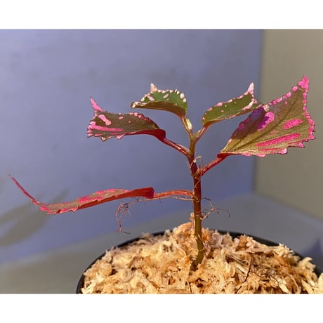 Begonia sp. ぼっち株 from Julau [R1214-01b]