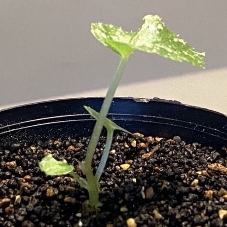 Begonia handelii var. prostrata from Viet Nam